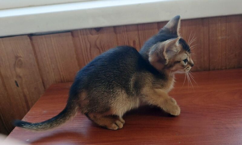 Grace Abyssinian female ruddy - live animals