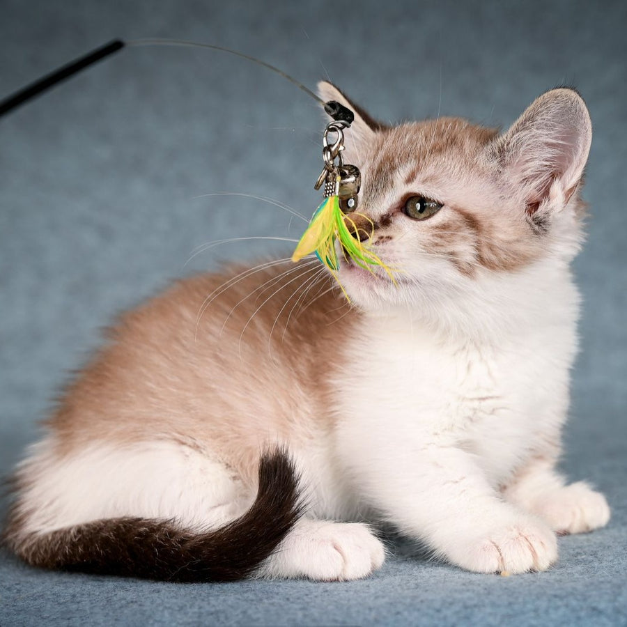 Kleo Munchkin female, black pointed spotted tabby bicolour