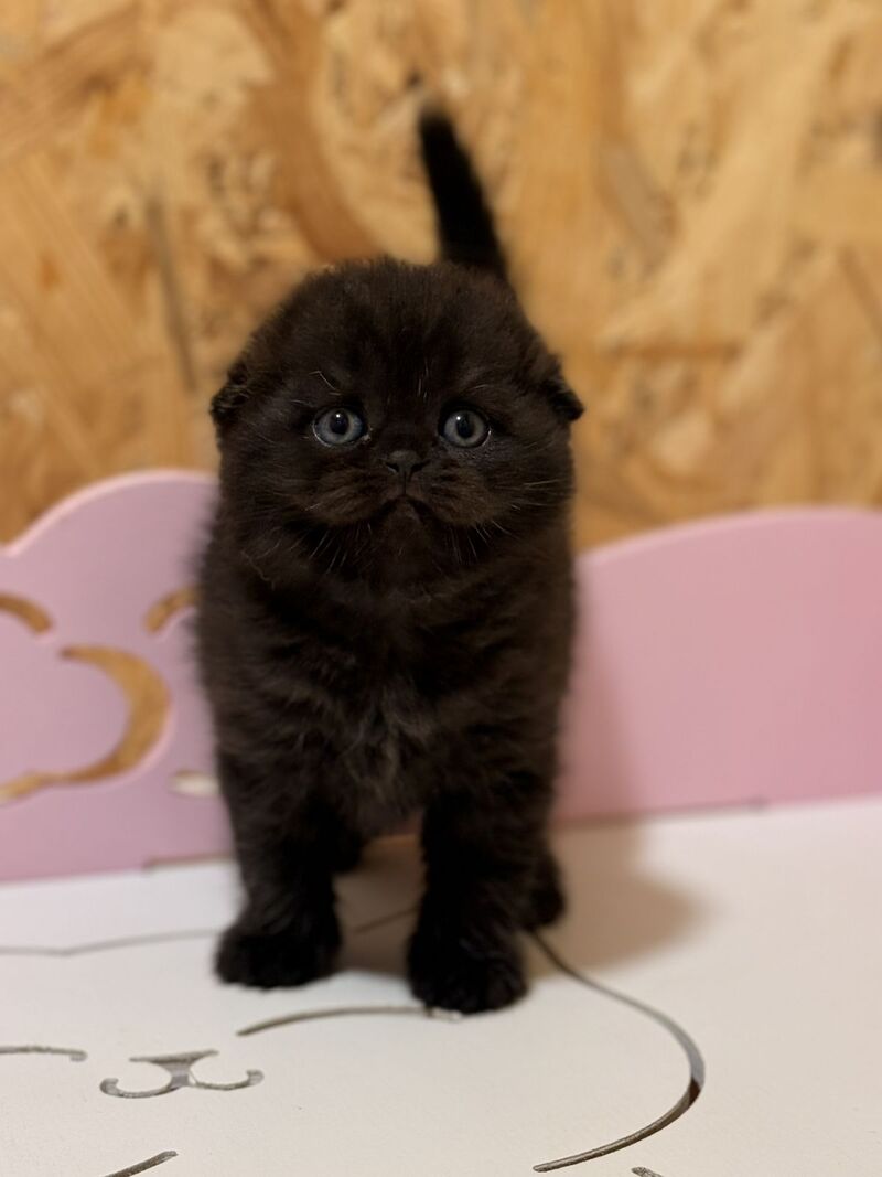 Florence Scottish Fold female, black