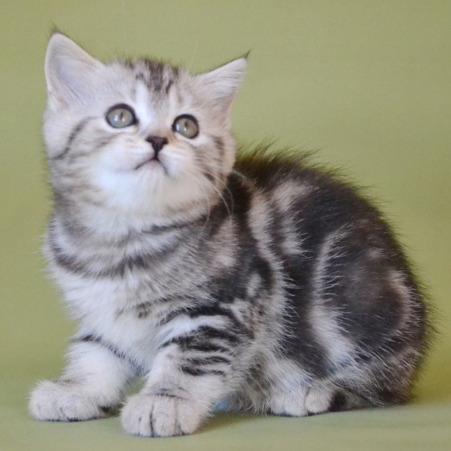 Quiana Scottish Straight female, black silver tabby