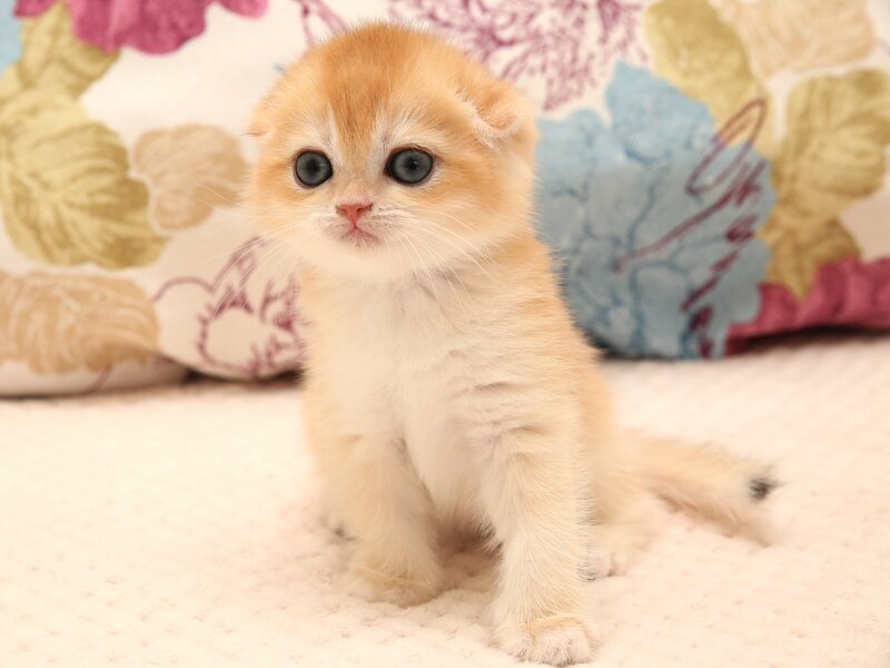 Yana Scottish Fold female black golden chinchilla - live animals