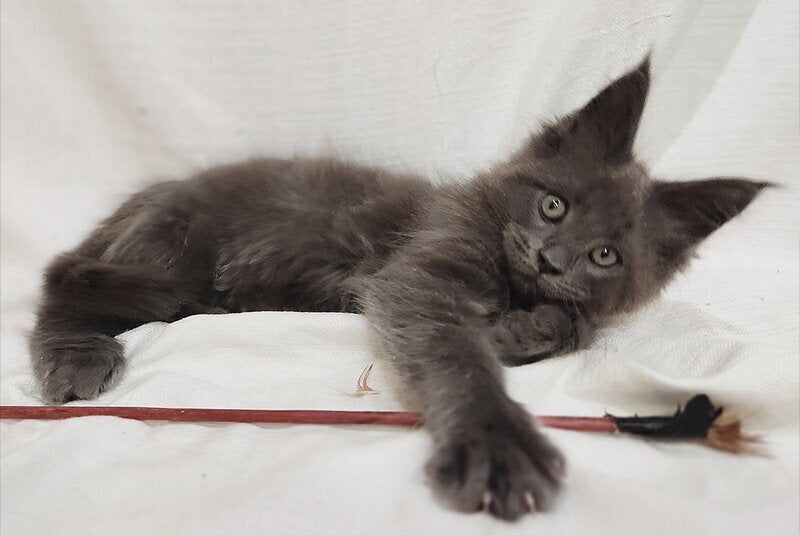 Dorian Maine Coon male, blue silver