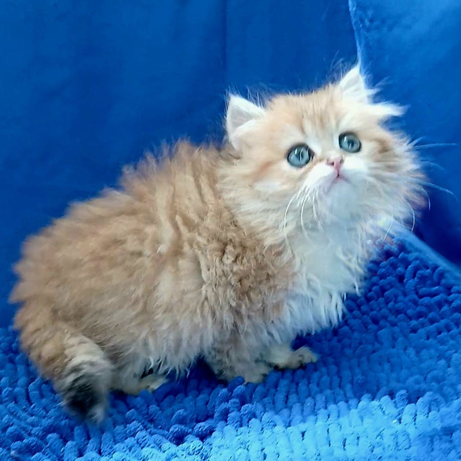 Lexus British Longhair male, black golden shaded
