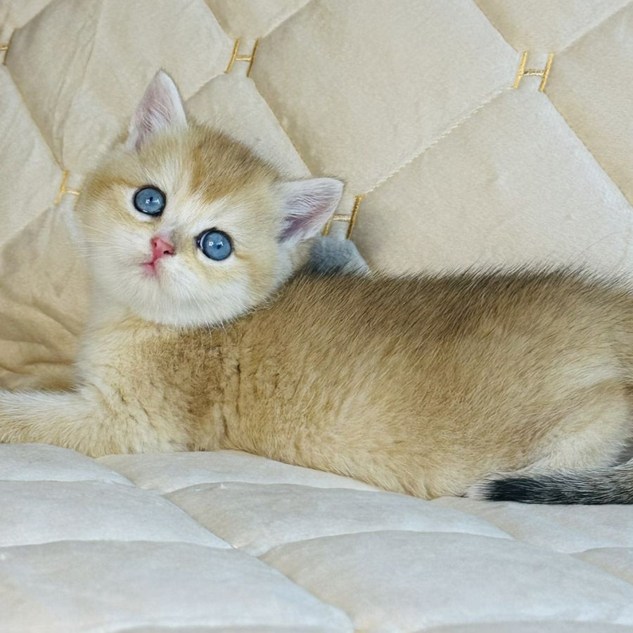 Finik British Shorthair male, black golden shaded with white