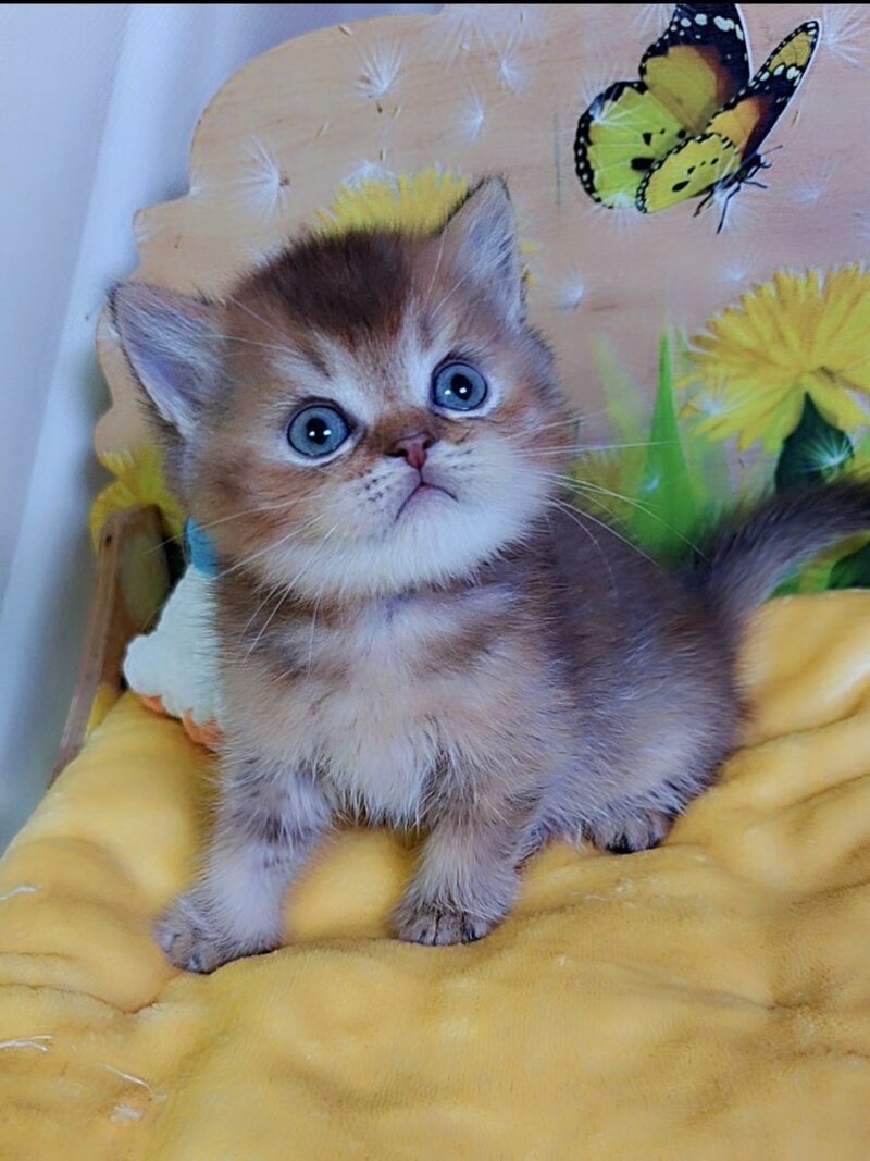 Orion Scottish Straight male, chocolate golden ticked tabby