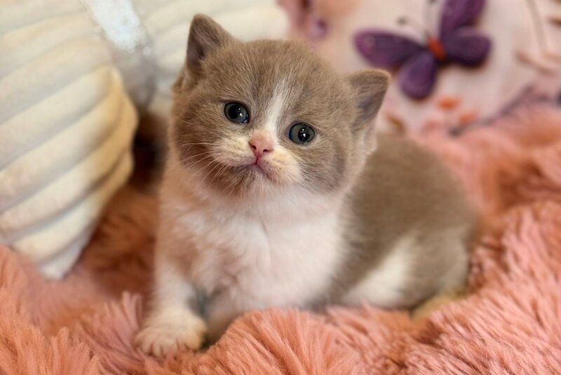 Pamela Scottish Straight female, lilac bicolour