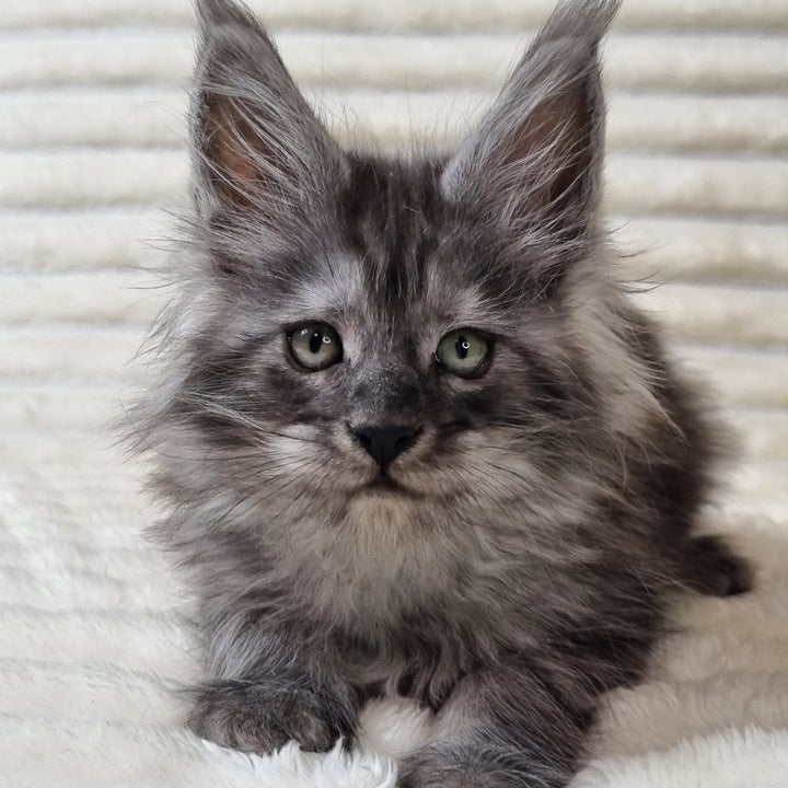 Uno Maine Coon male, black silver