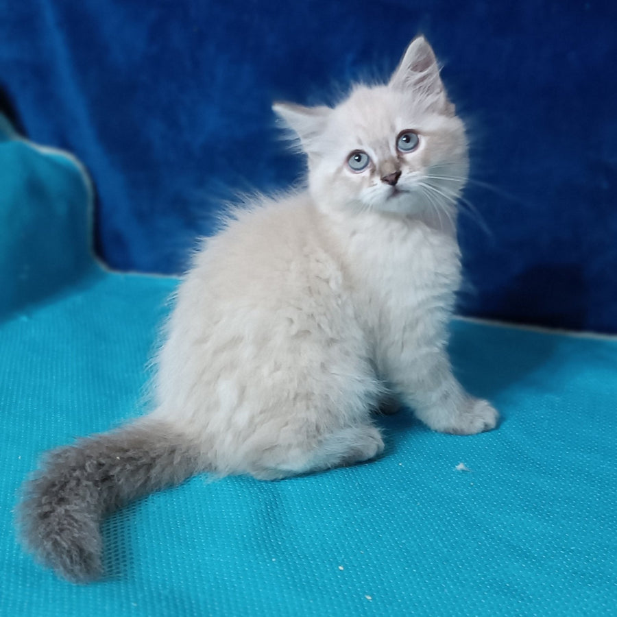Duncan Siberian male, blue tabby pointed