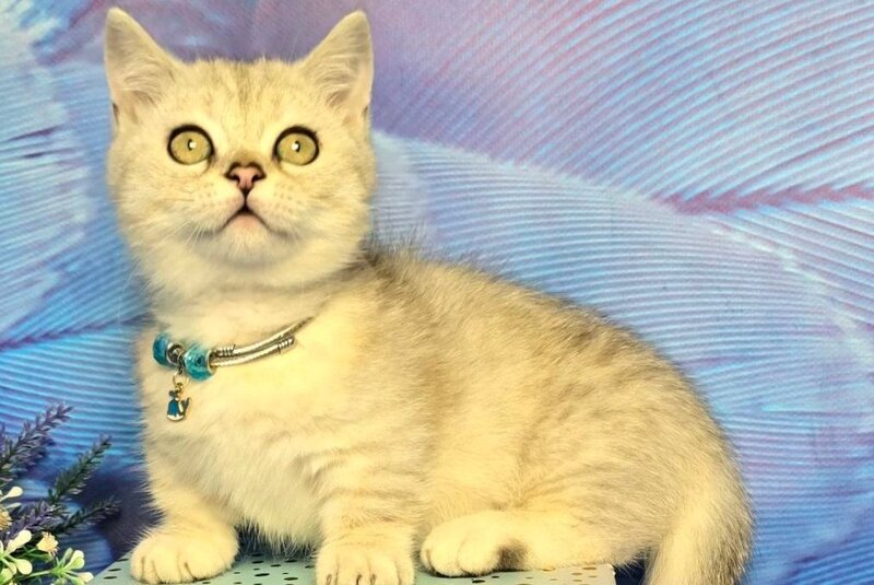 Luna Munchkin female, black silver spotted tabby