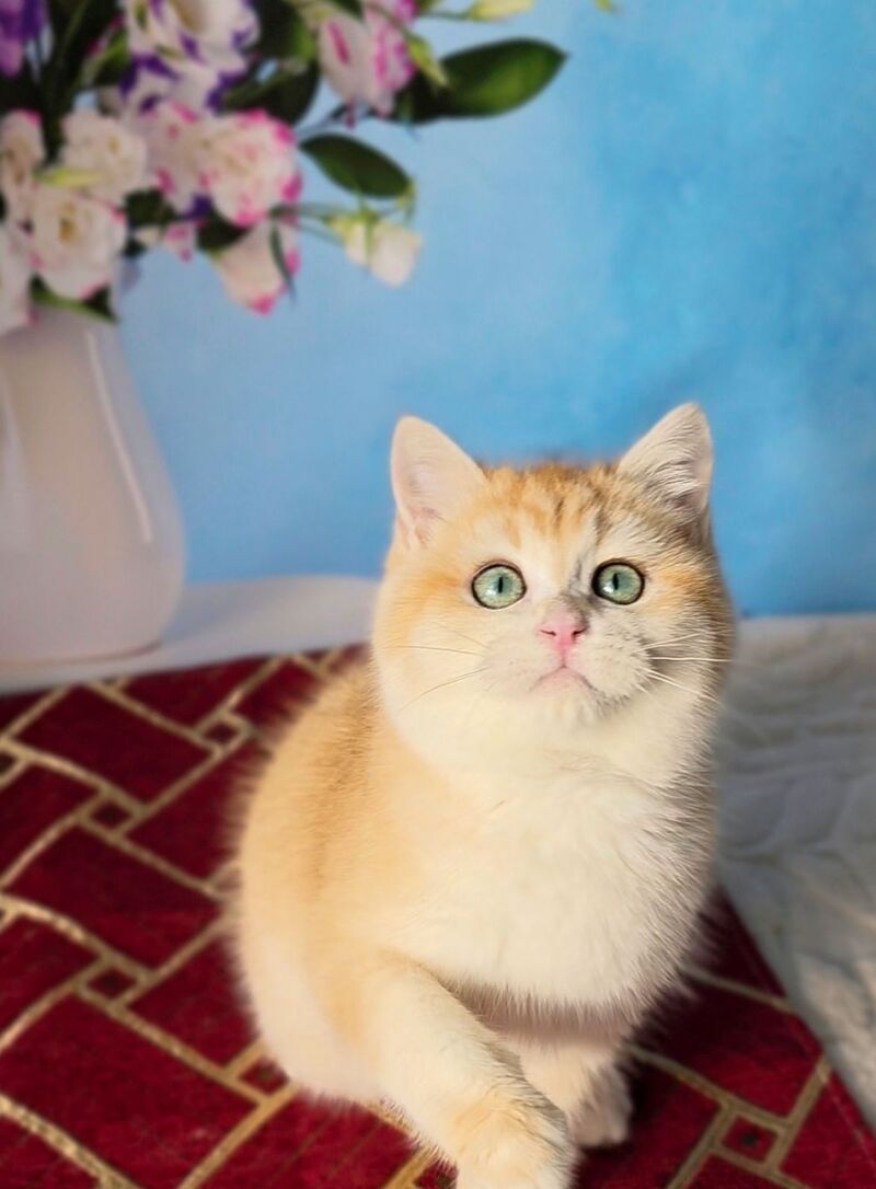 Baxter British Shorthair male black golden chinchilla - live animals