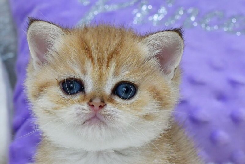 Eva British Shorthair female, black golden spotted tabby