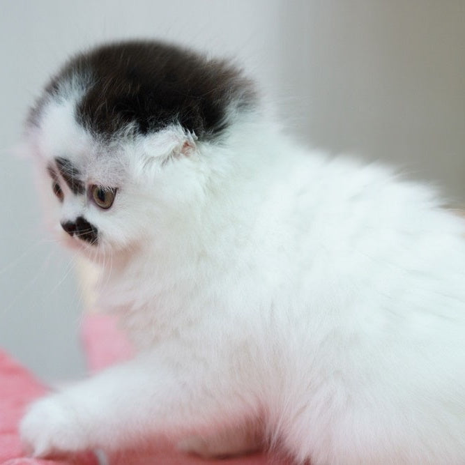 Vibe Scottish Fold male, black harlequin