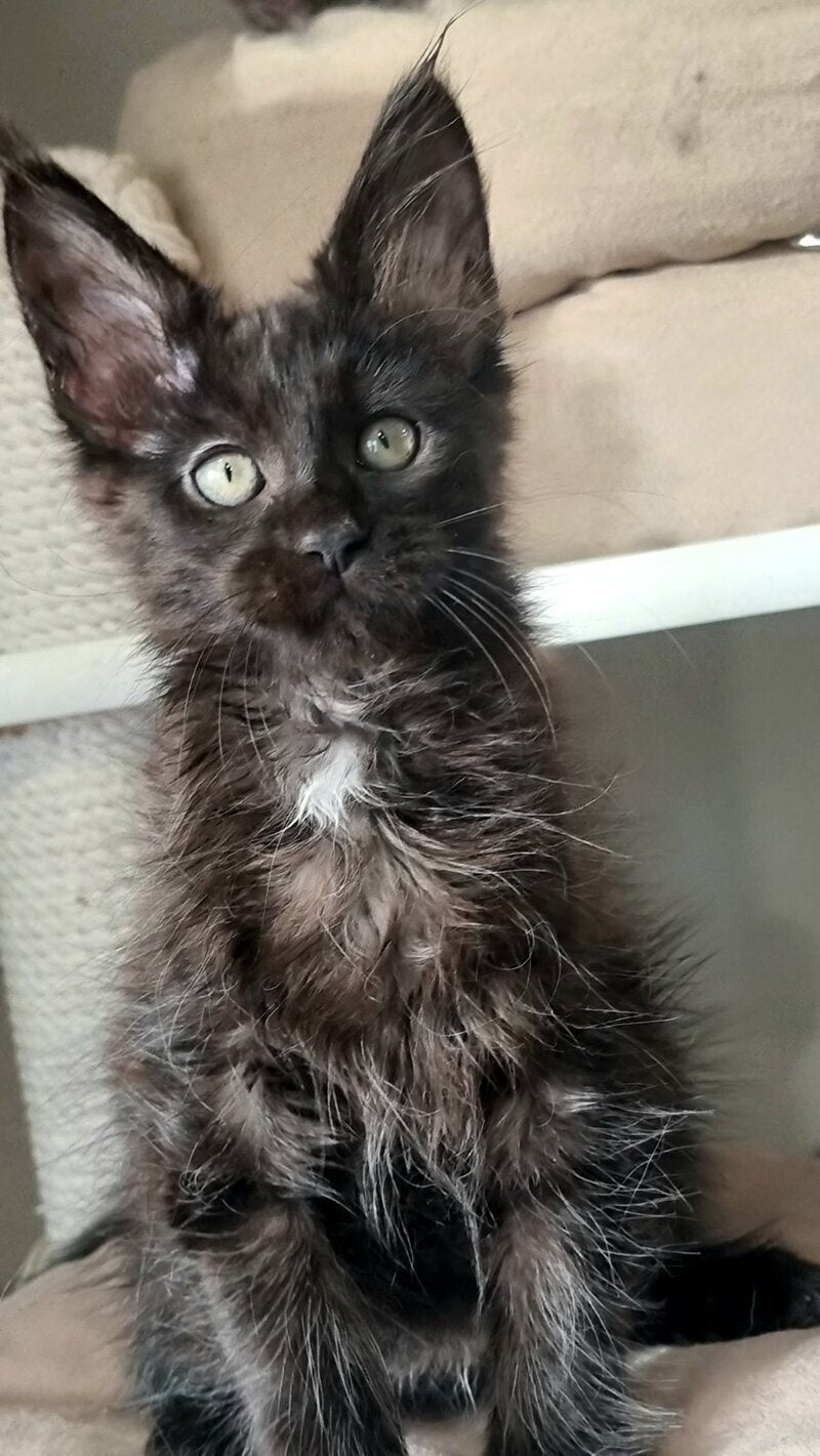 Debora Maine Coon female black with white - live animals