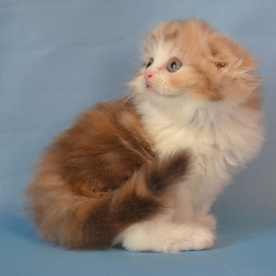 Rose Scottish Fold female, black tortie silver tabby bicolour