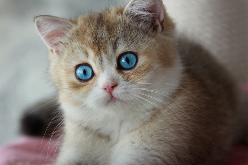 Chase British Shorthair male, black golden ticked tabby with white