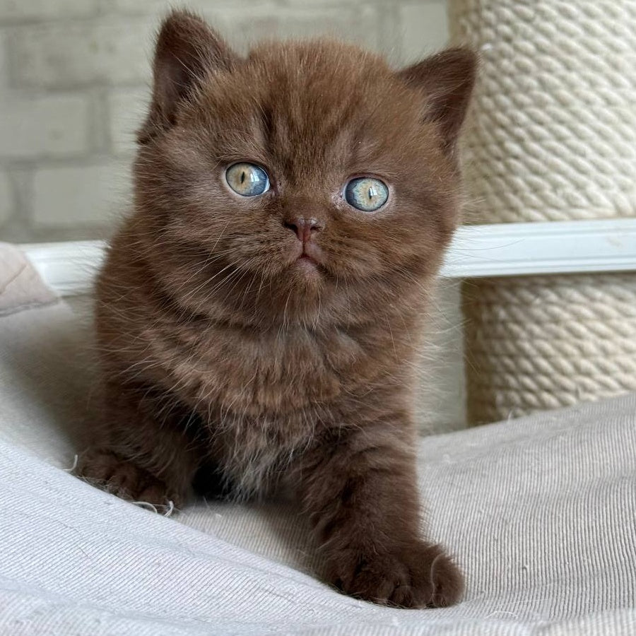 Bruno British Shorthair male, chocolate