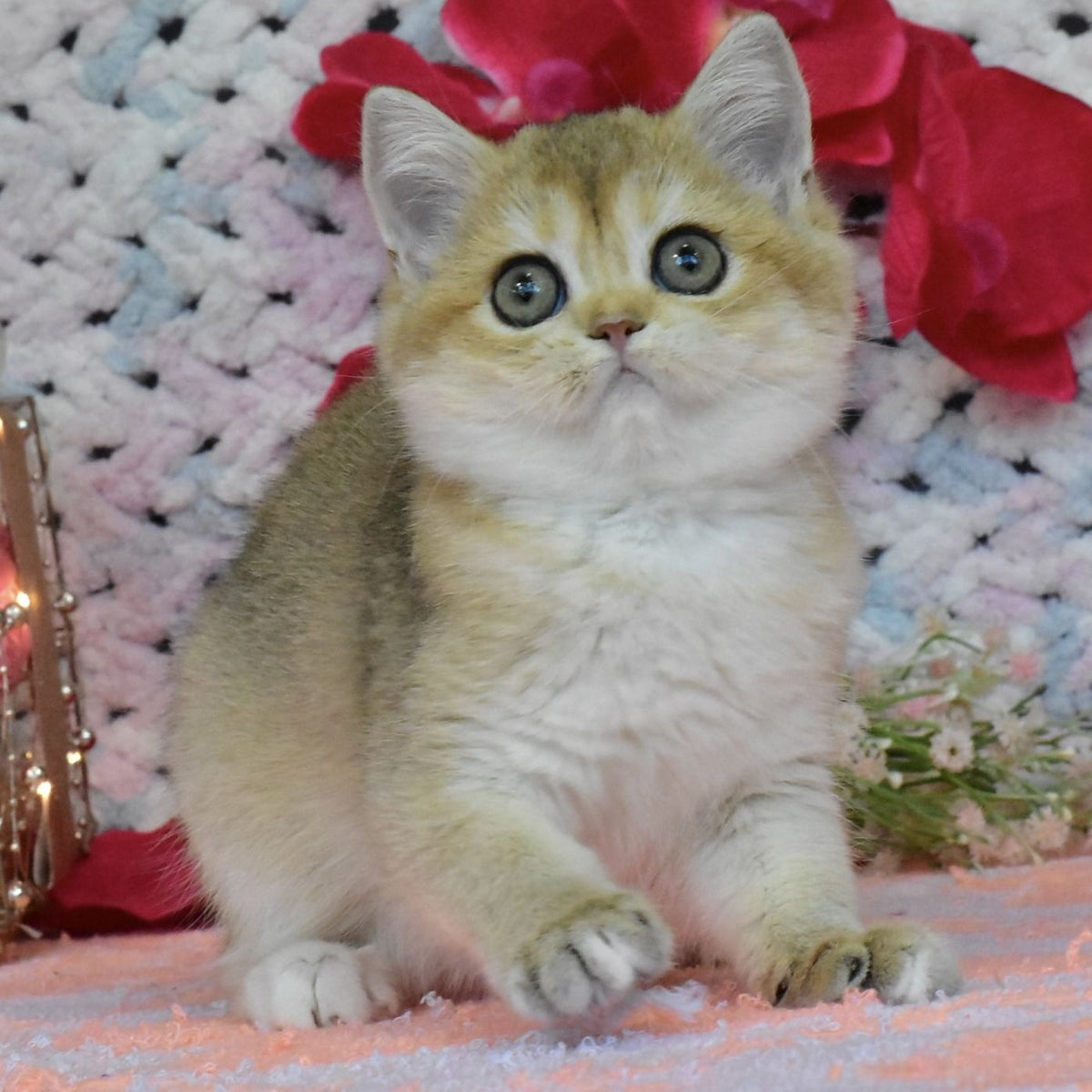 Halsey British Shorthair female, black golden shaded