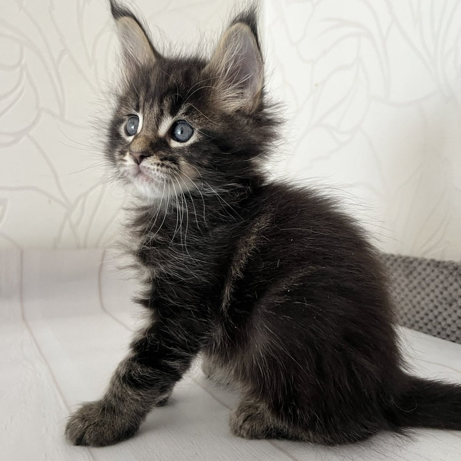 Iron Maine Coon male, black tabby