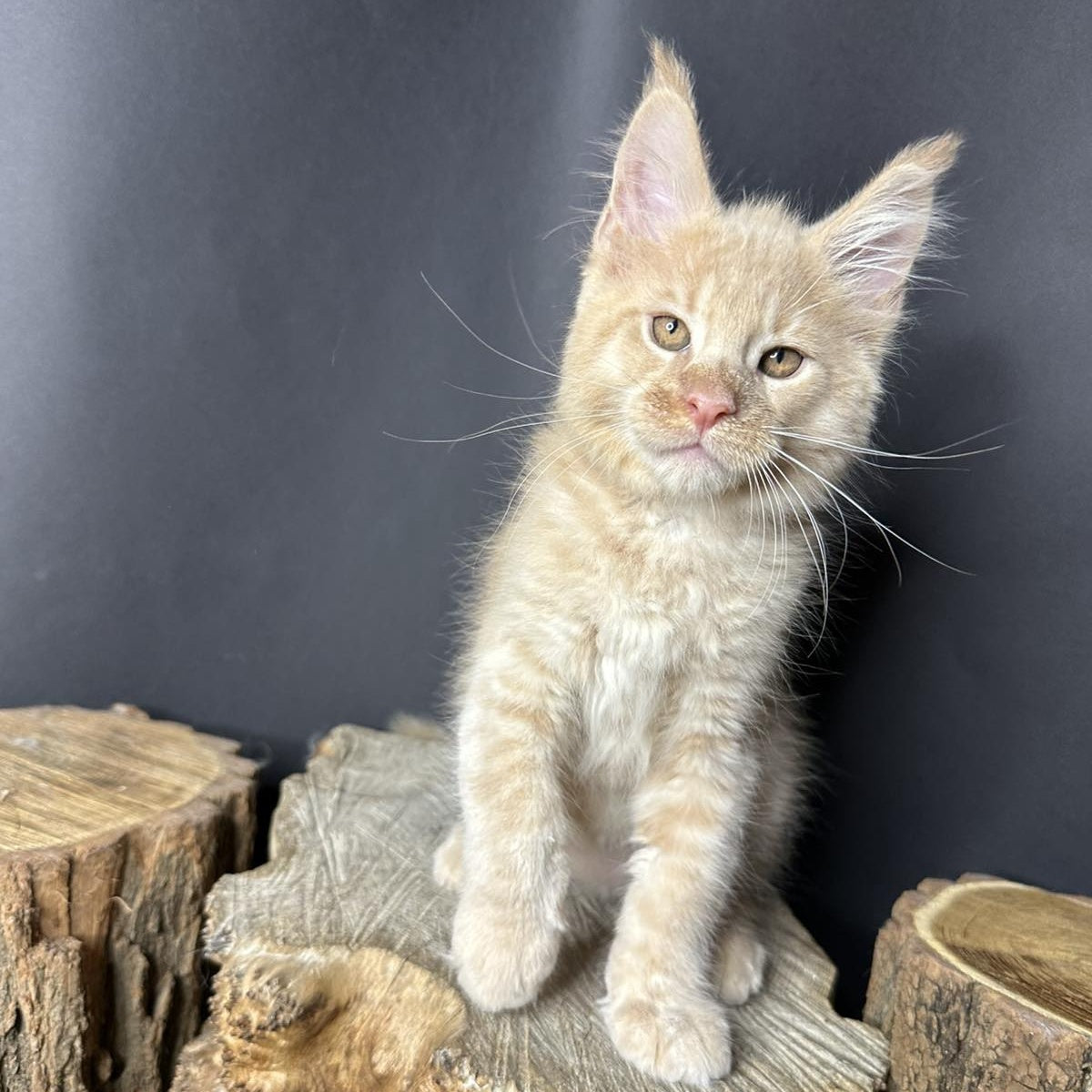 Pluto Maine Coon male, cream bicolour