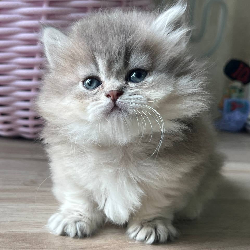 Patrisia Munchkin female, blue golden shaded
