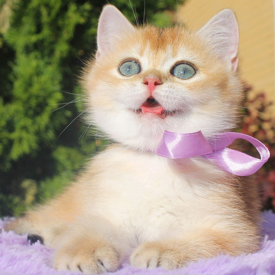 Helen British Shorthair female, black golden shaded