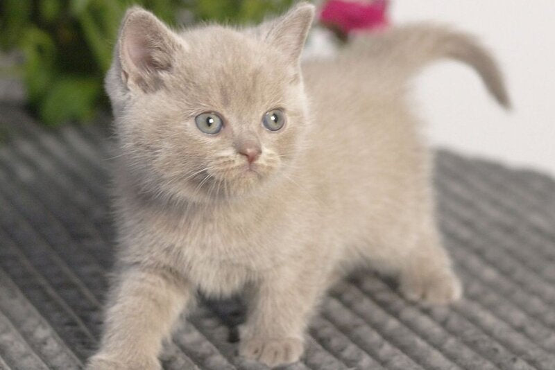 Olex British Shorthair male, lilac