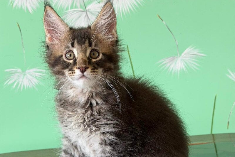 Tom Maine Coon male, black ticked tabby