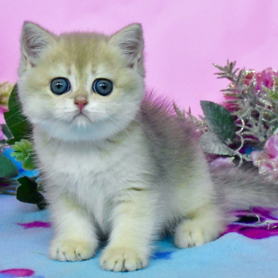 Chloya British Shorthair female, blue golden chinchilla