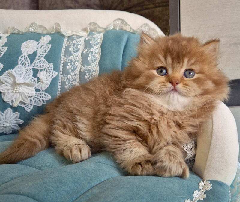 Maribel British Longhair female chocolate golden shaded - live animals
