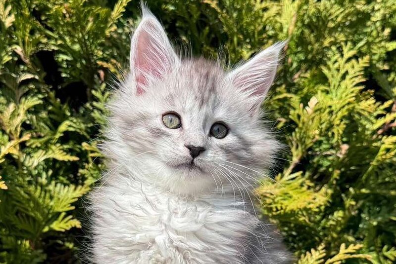 Eremey Maine Coon male black silver spotted tabby - live animals