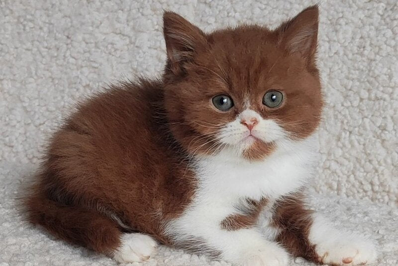 West British Shorthair male cinnamon bicolour - live animals