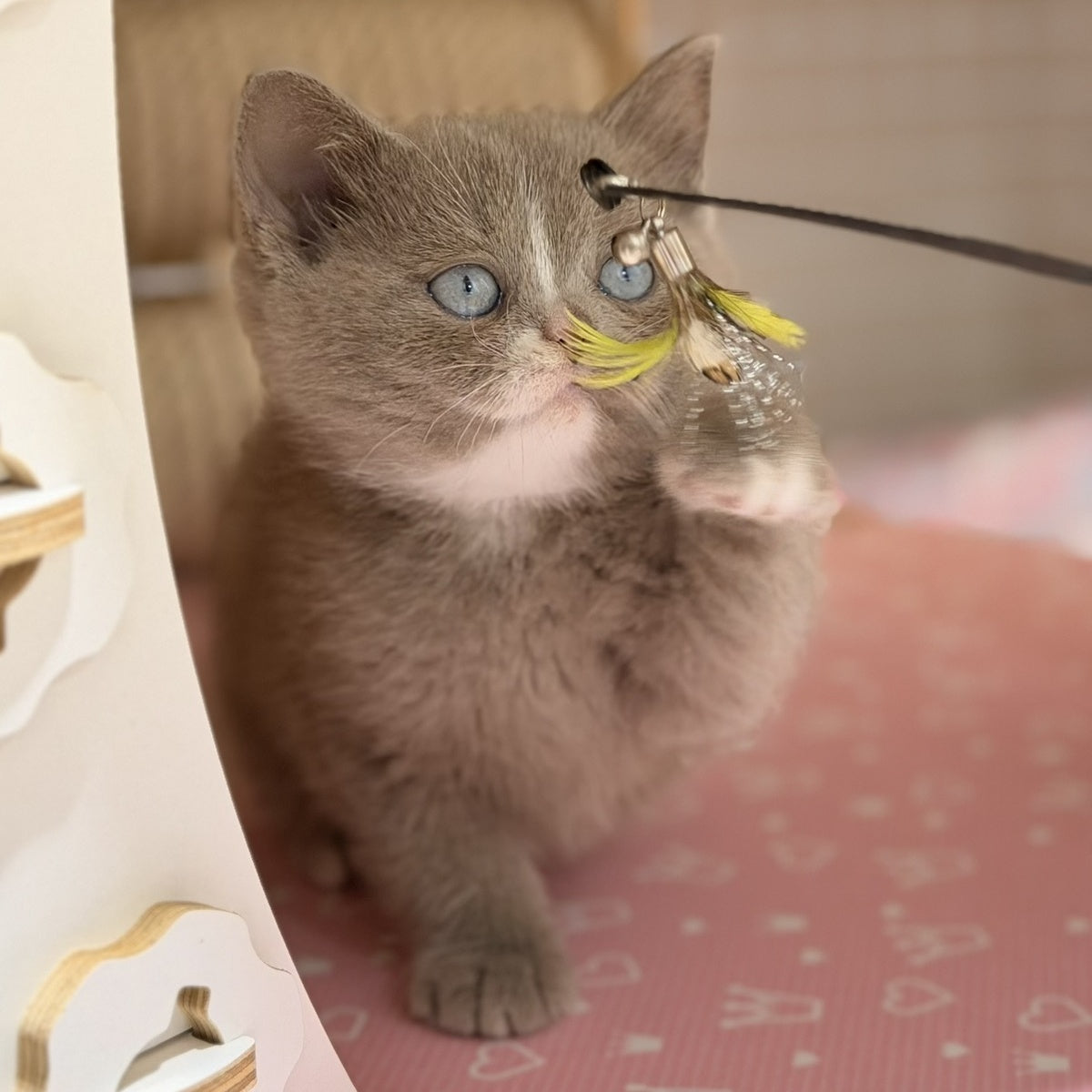 Solena British Shorthair female, lilac with white