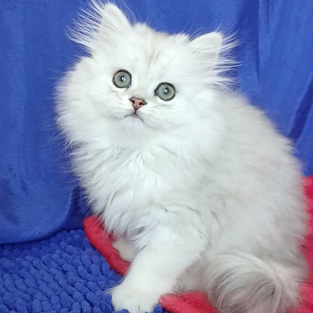 Byanka British Longhair female, black silver shaded