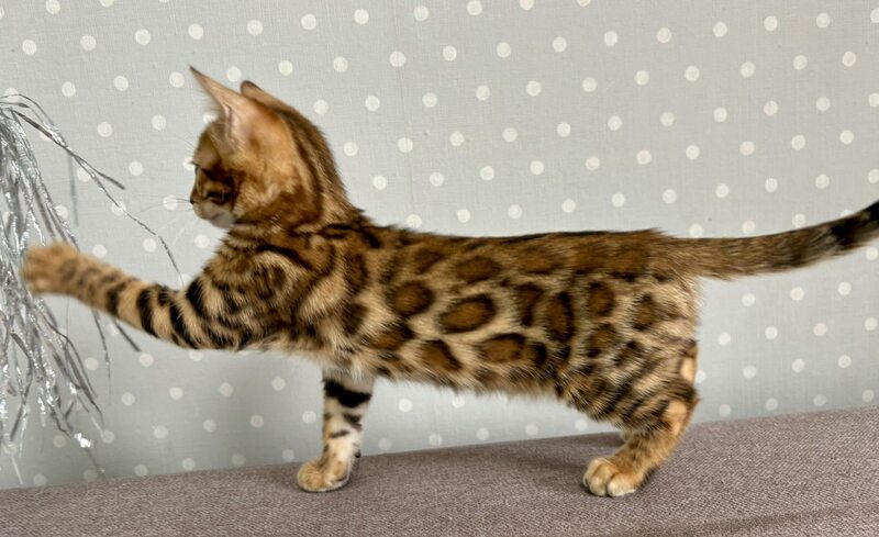 Tehyeon Bengal male black spotted tabby - live animals