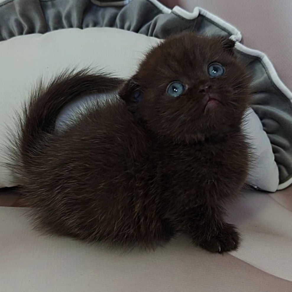 Atlas Munchkin male, black