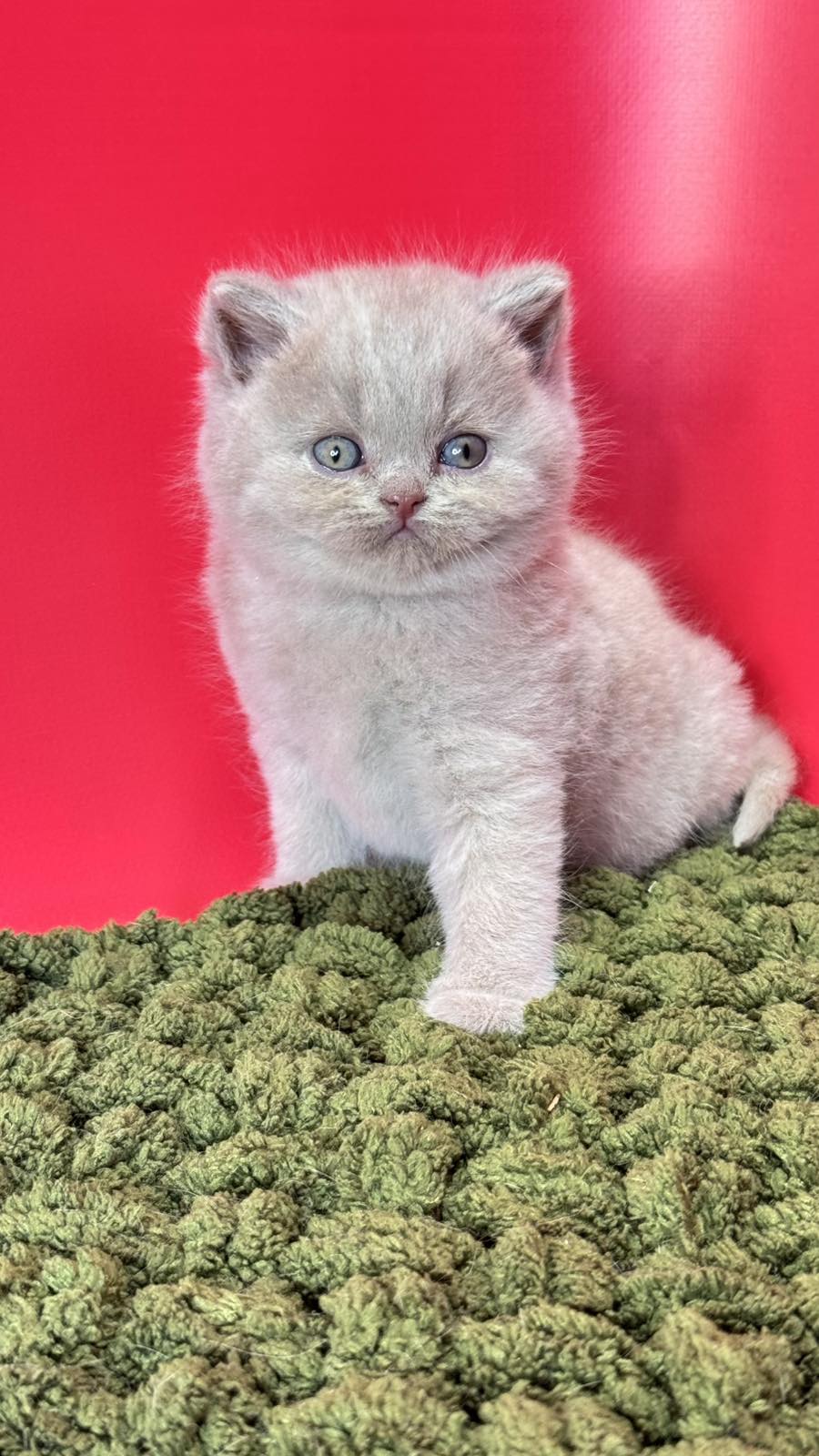 Ernest British Shorthair male fawn - live animals