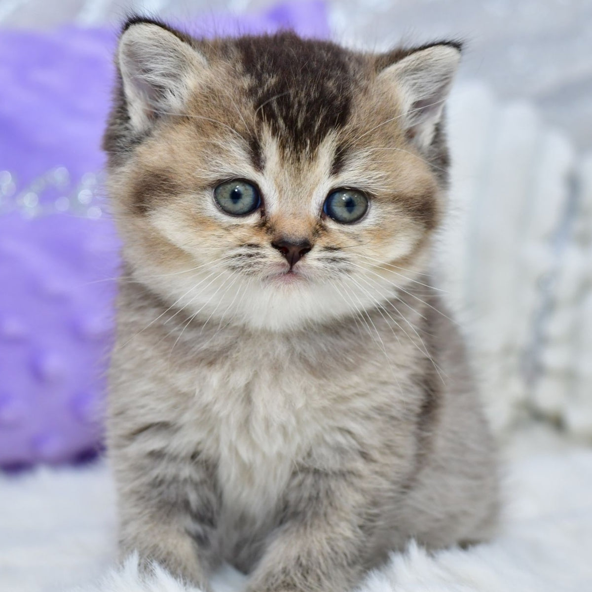 Knopka British Shorthair female, black ticked tabby
