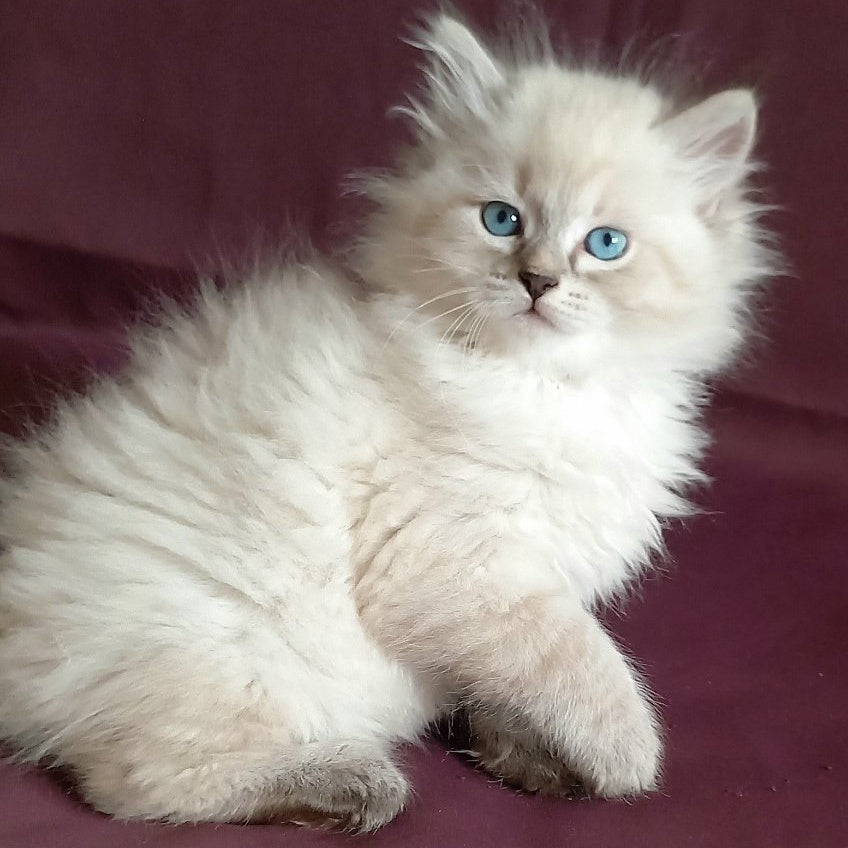 Maurice Siberian male, black tabby pointed
