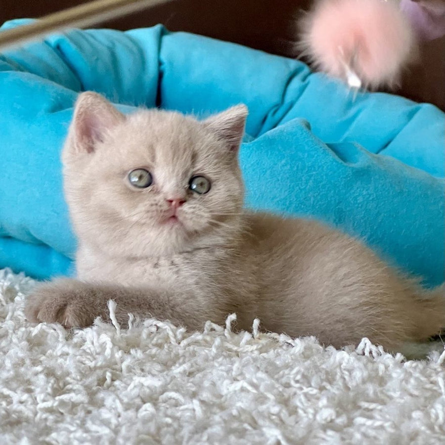 Pamela British Shorthair female, fawn