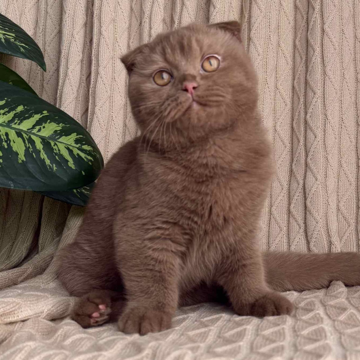 Oscar Scottish Fold male, cinnamon