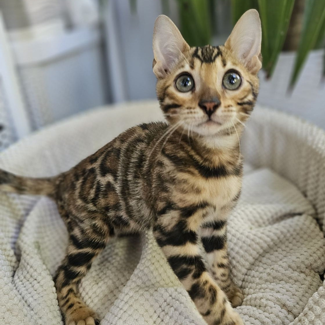 Indigo Bengal male, black spotted tabby