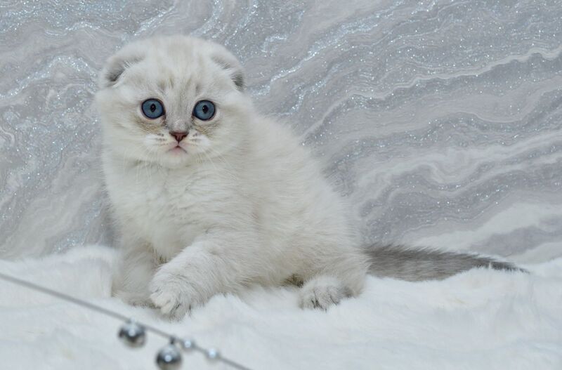 Jennifer Scottish Fold female blue tortie tabby pointed - live animals