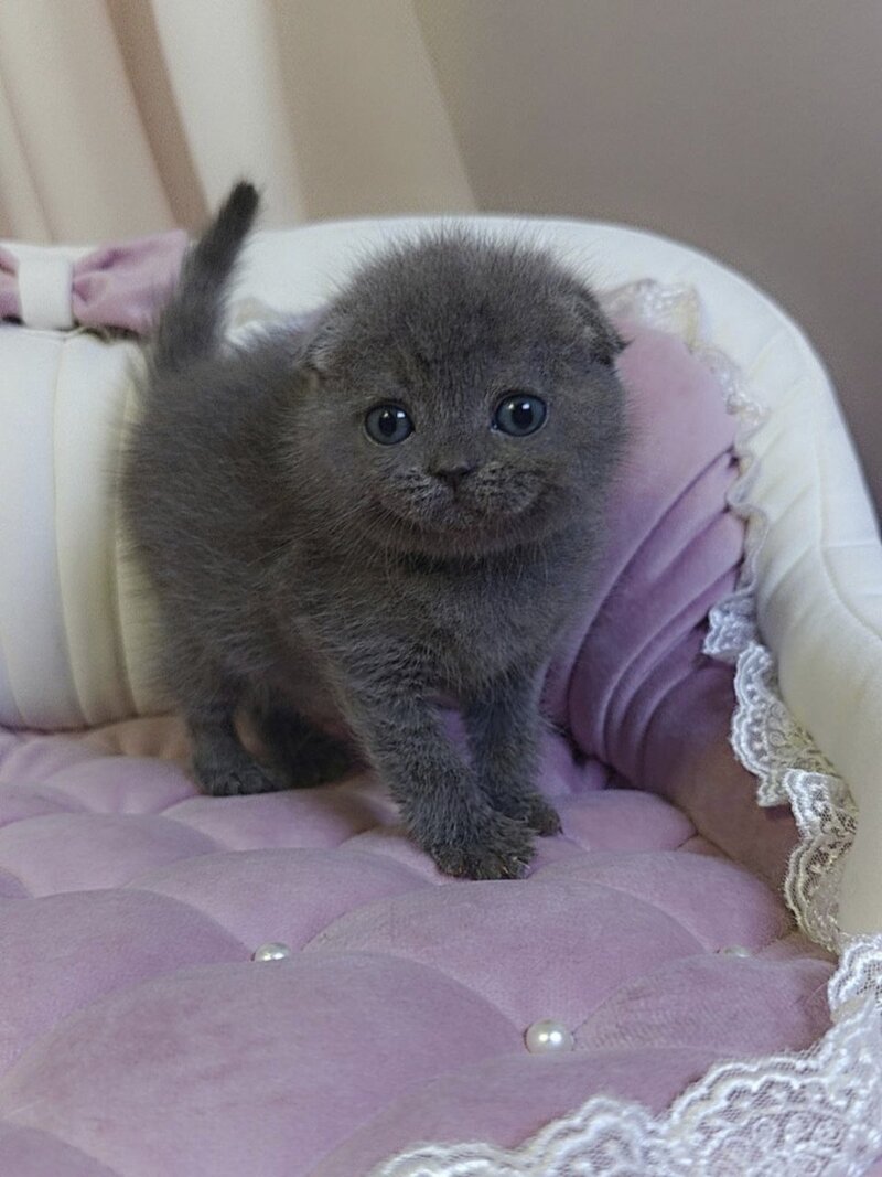 Jelly Scottish Fold female blue - live animals