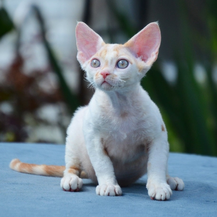 Gulliver Devon Rex male, red tabby harlequin