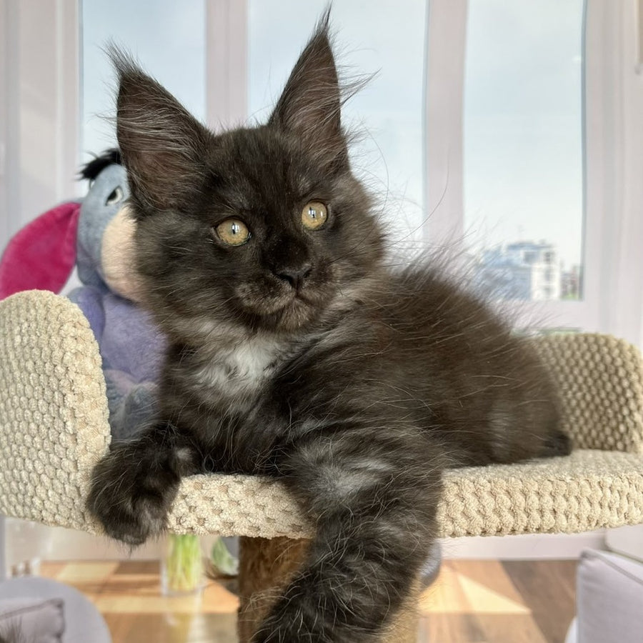 Rumi Maine Coon female, black silver