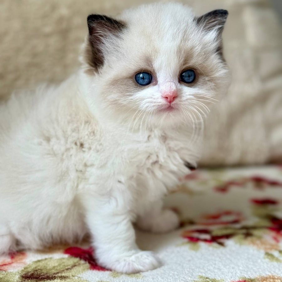 Miller Ragdoll male, black bicolour