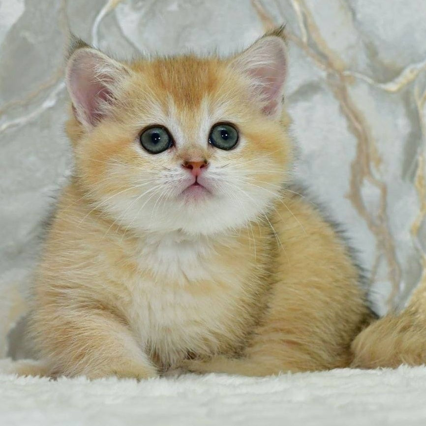 Milka Scottish Straight female, black golden shaded
