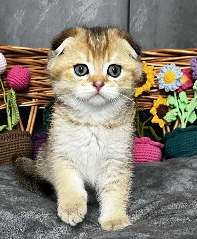Konan Scottish Fold male black golden ticked tabby - live animals