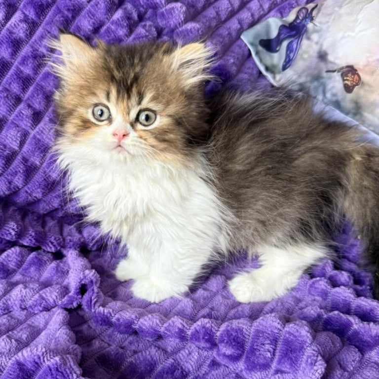 Vasilisa British Longhair female, black tortie ticked tabby bicolour