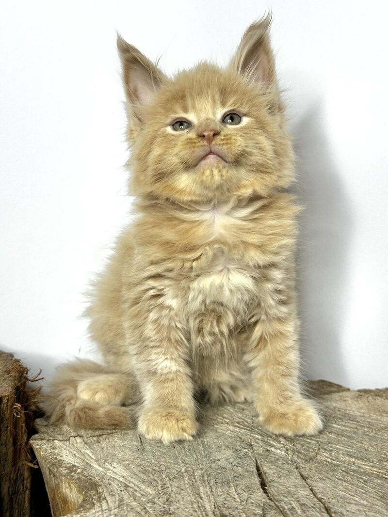 Jovani Maine Coon male cream - live animals